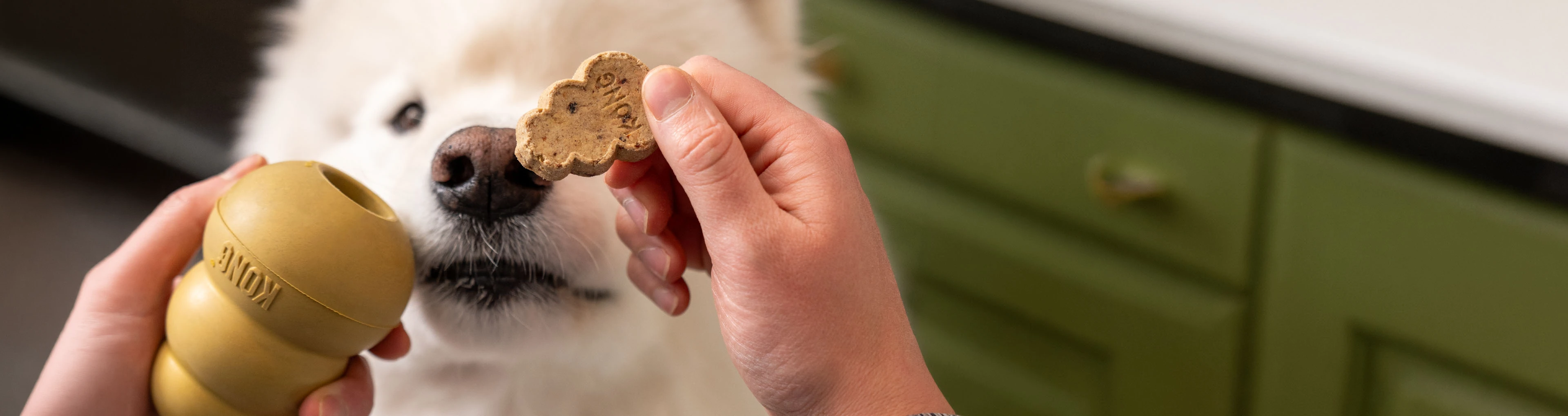 A white fluffy dog waiting patiently as a human hand places a KONG shaped snack into a gold colored KONG