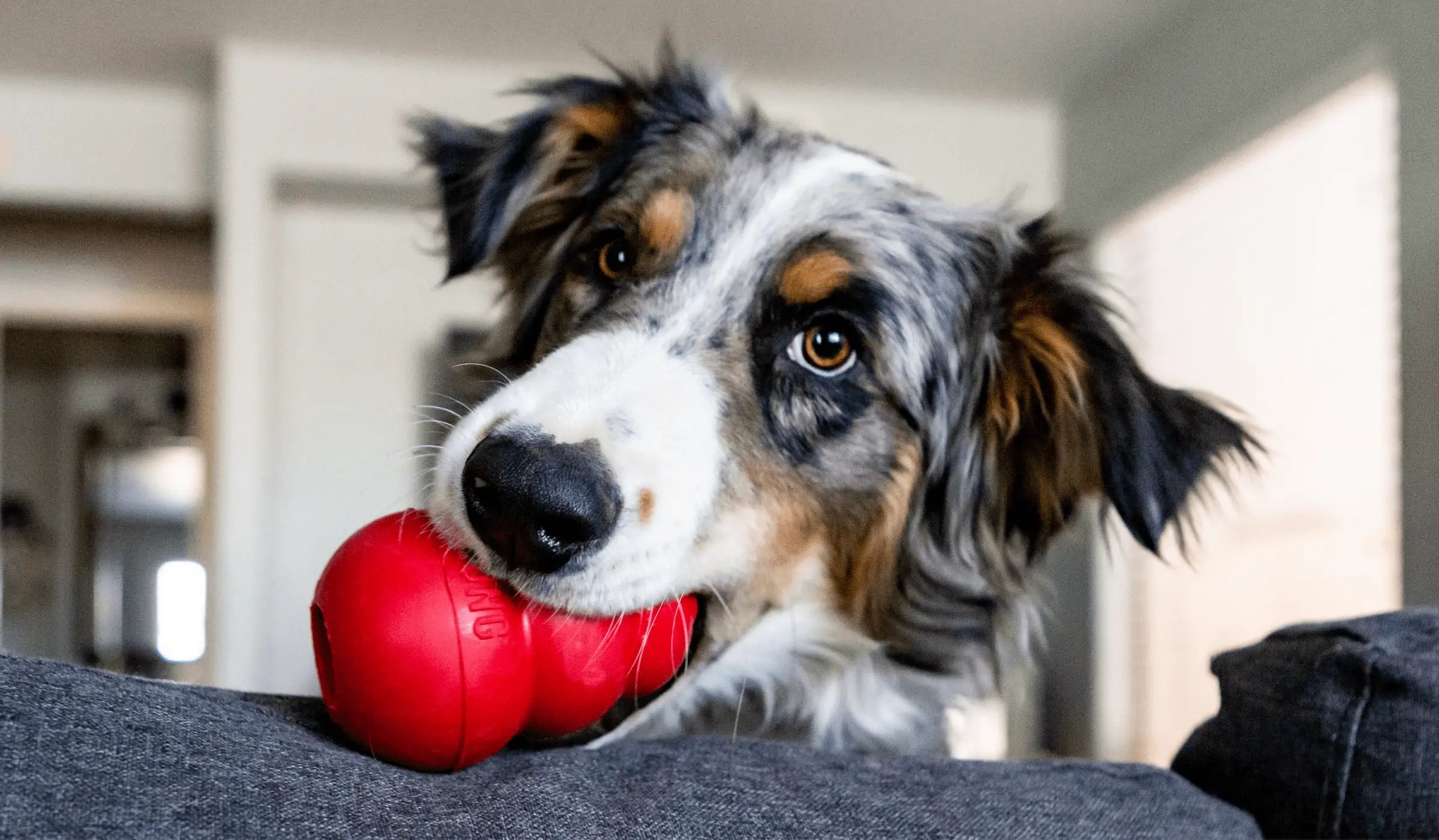 Become a Kong Believer