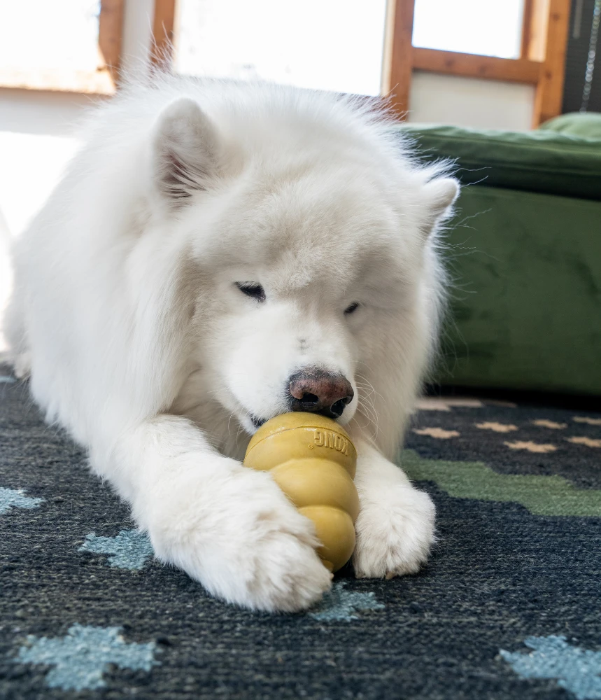 A white fluffy dog laying on a multicolored carpet, chewing on a golden colored KONG toy.