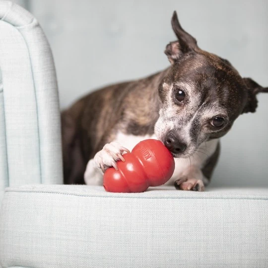 A chihuahua perches on a sofa with an XS-size KONG Classic under her paw