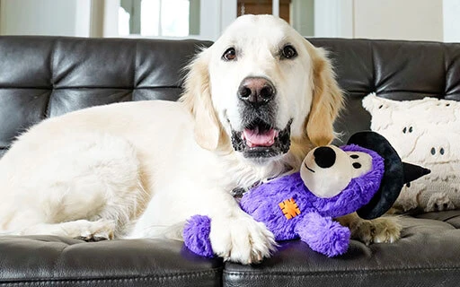 White fluffy dog chewing on a golden KONG with a green couch in the background. 
