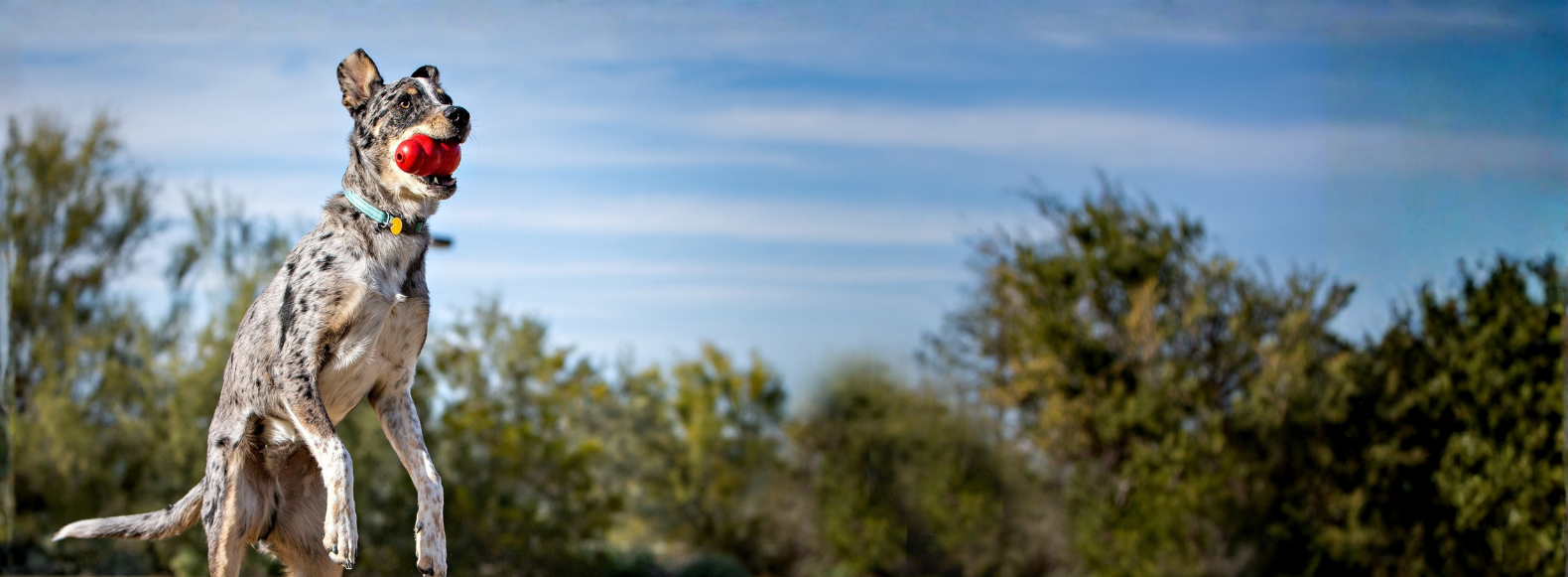 Green plush frog with big eyes on a marble countertop, with flowers blurred in the background.