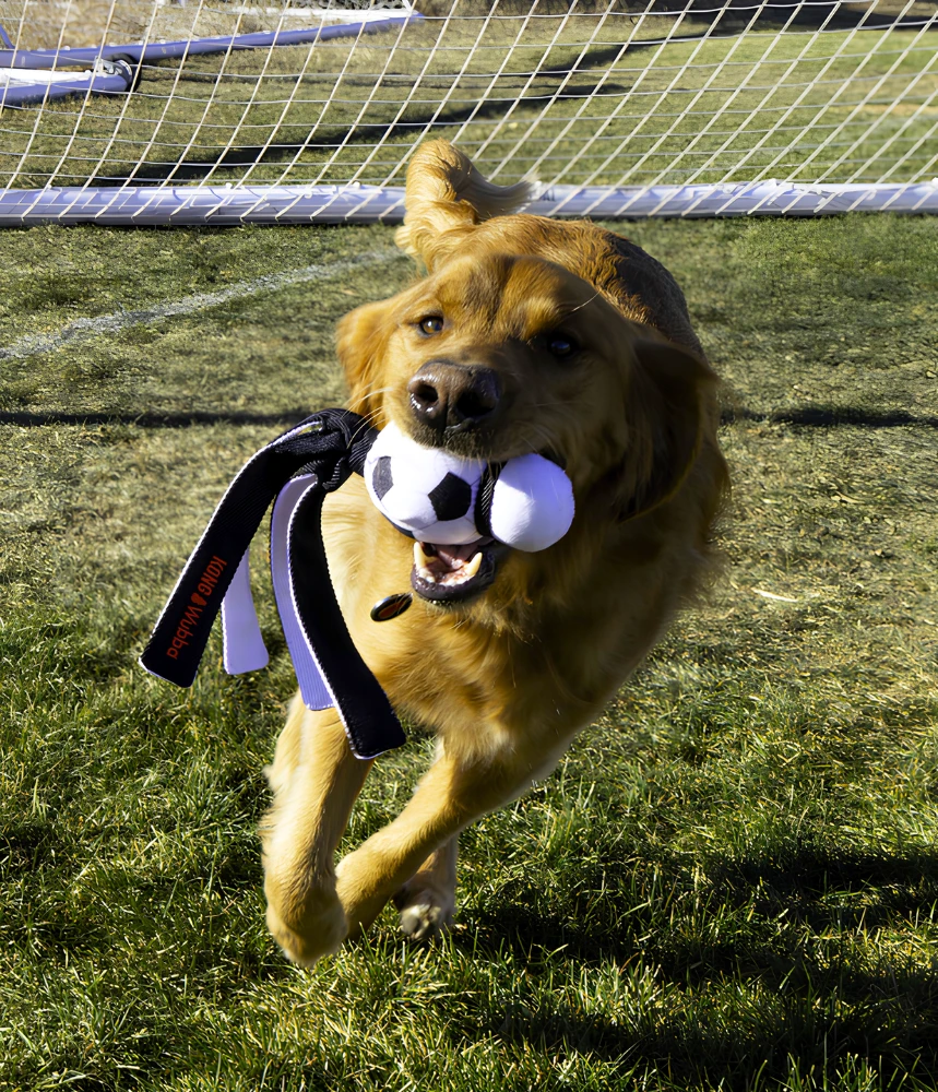 A Golden Retriever in a kitchen setting holding a KONG basketball Wubba toy in his mouth 
