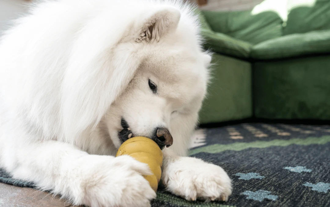 White fluffy dog chewing on a golden KONG with a green couch in the background. 