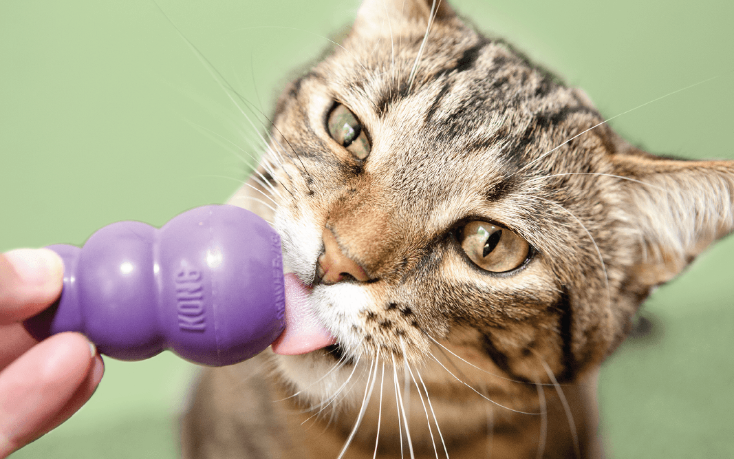 Cat Toys