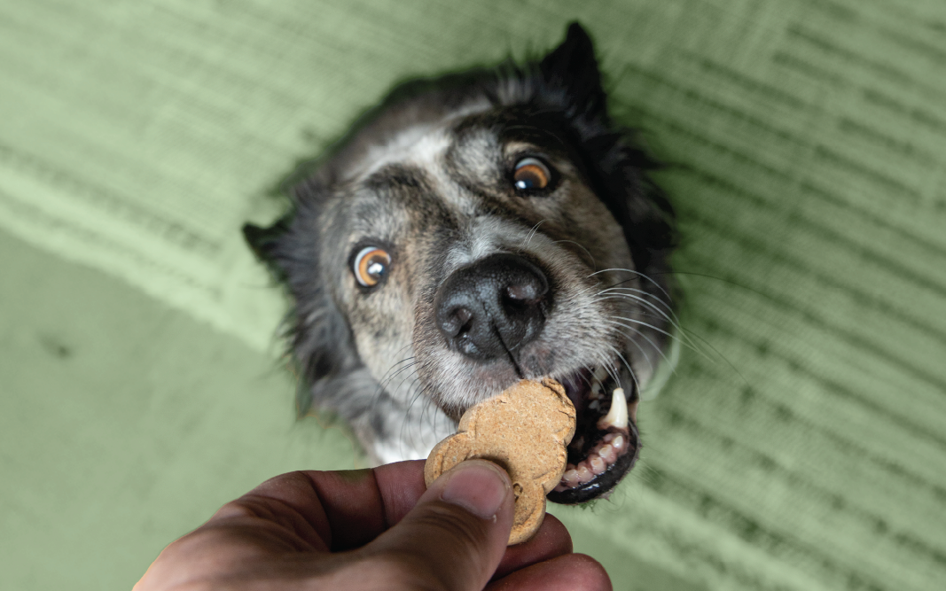 Treats