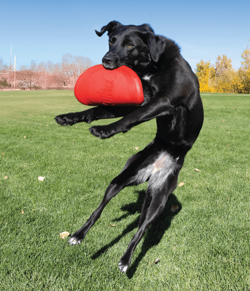 Playful Moments
