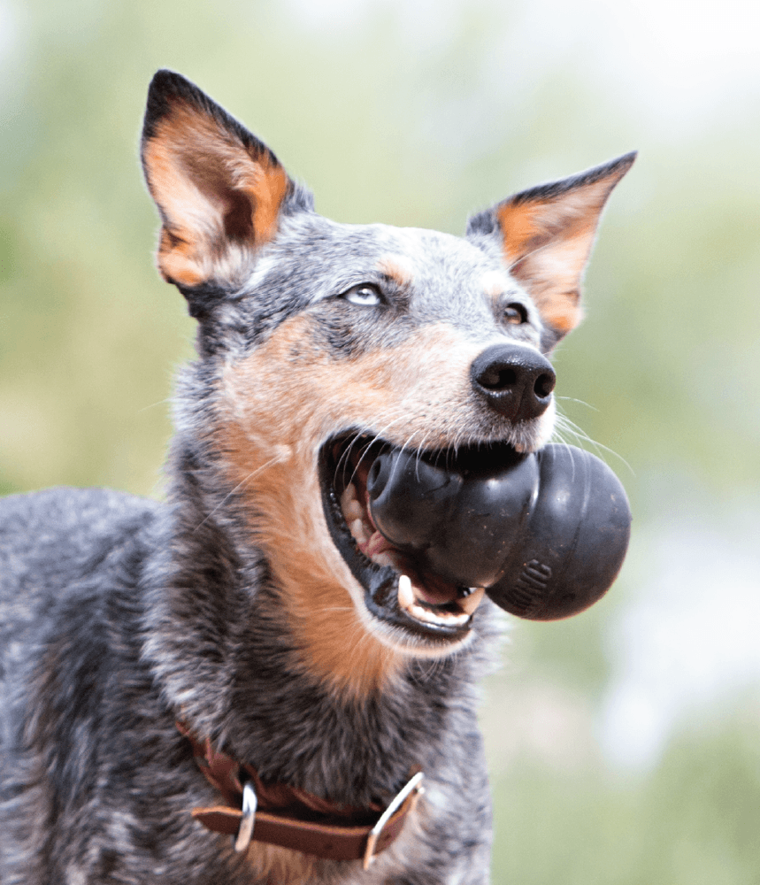 Tough Chewers