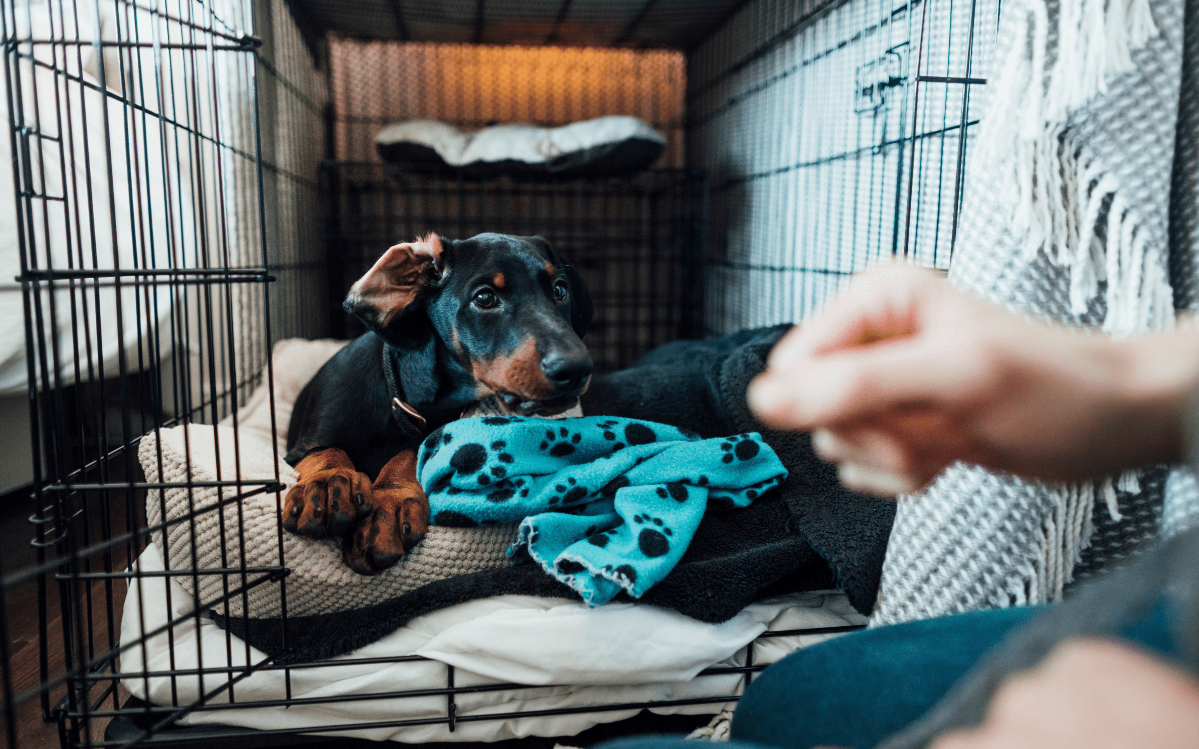 Crate Training | KONG Company Store