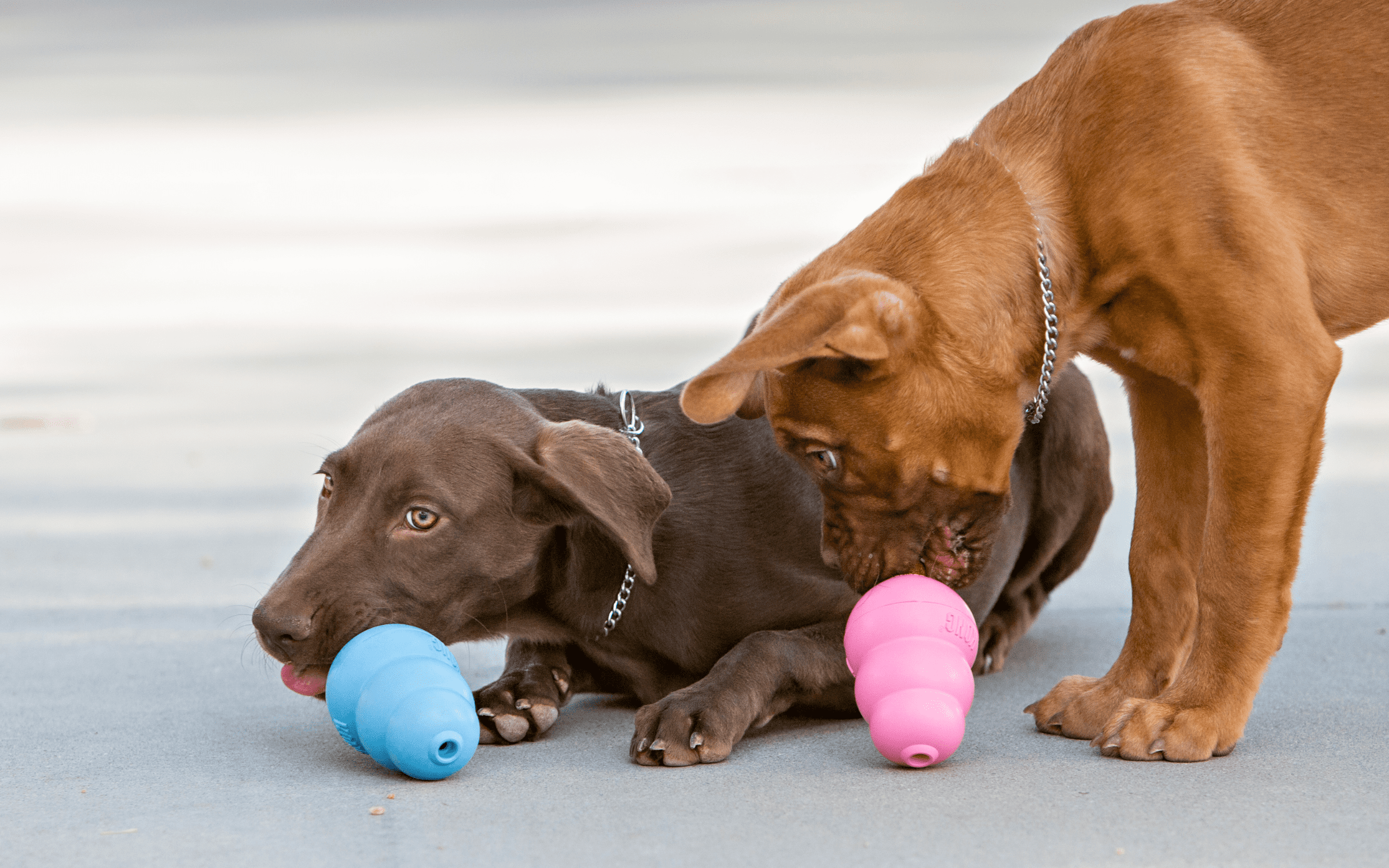 hondenpuzzel Kong wobbler - honden puzzel - denkspellen hond