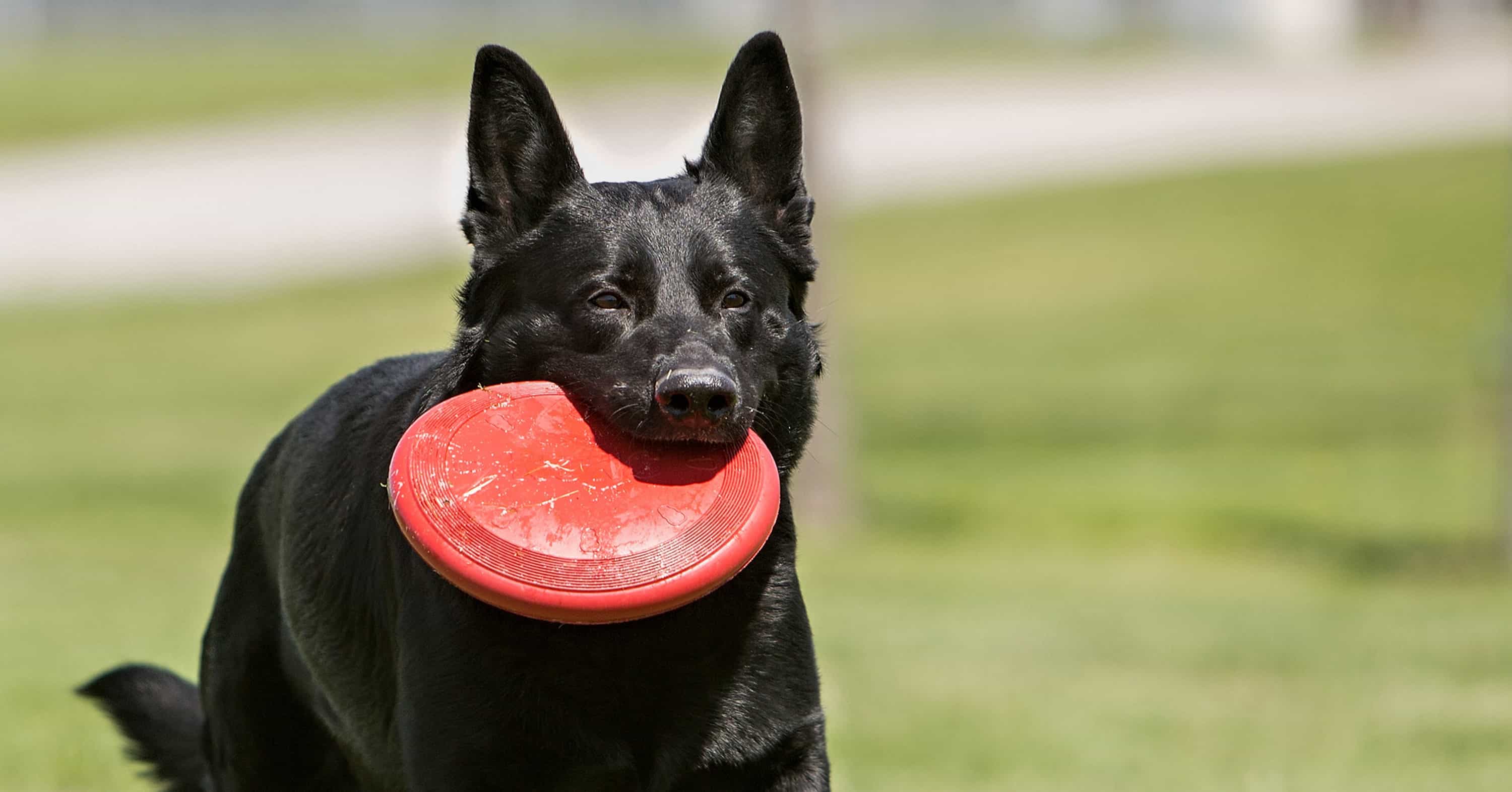 4 Signs Your Dog Isn’t Getting Enough Exercise | KONG Company Store