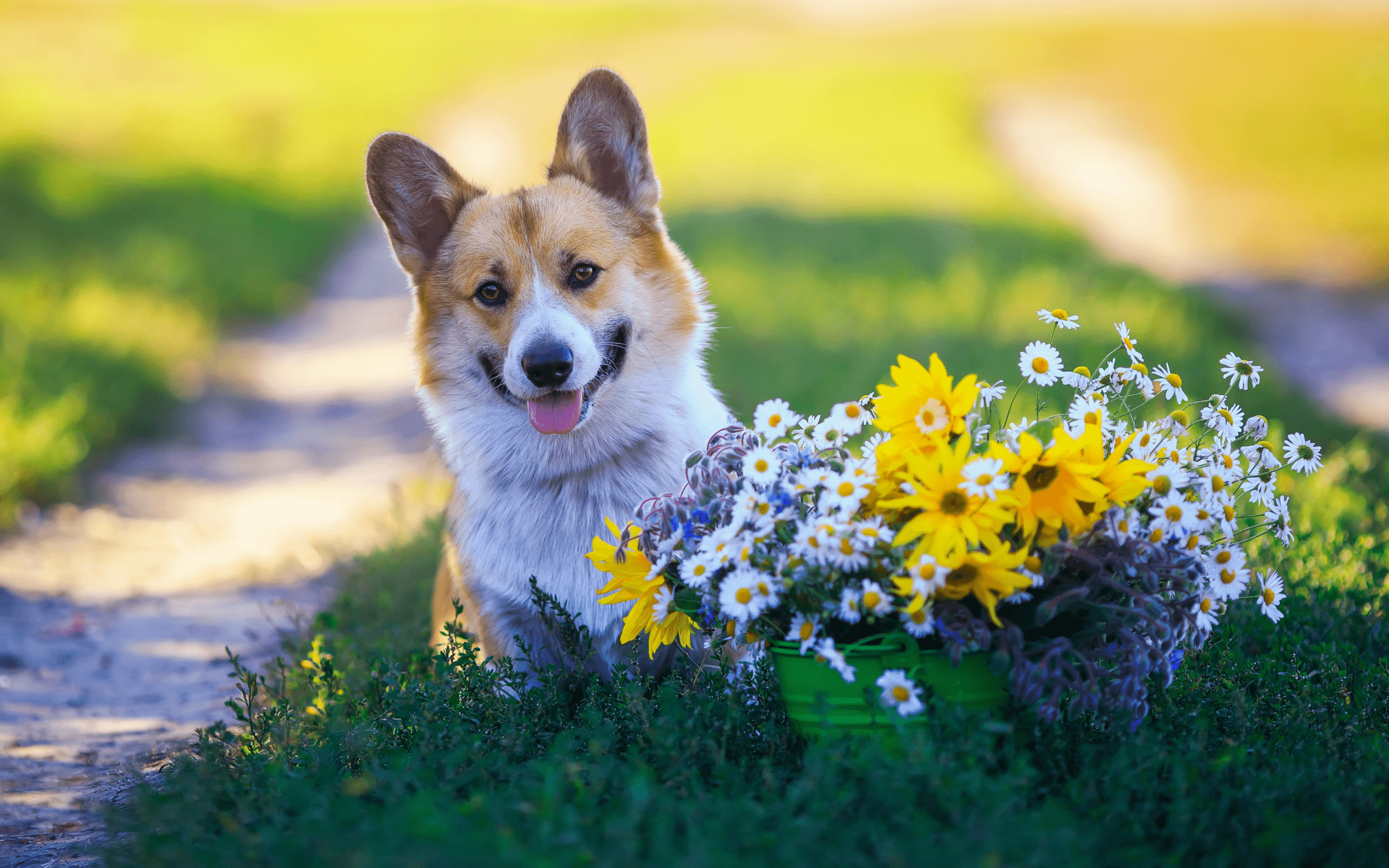 Springtime Safety | Pet Friendly Plants | KONG Company Store