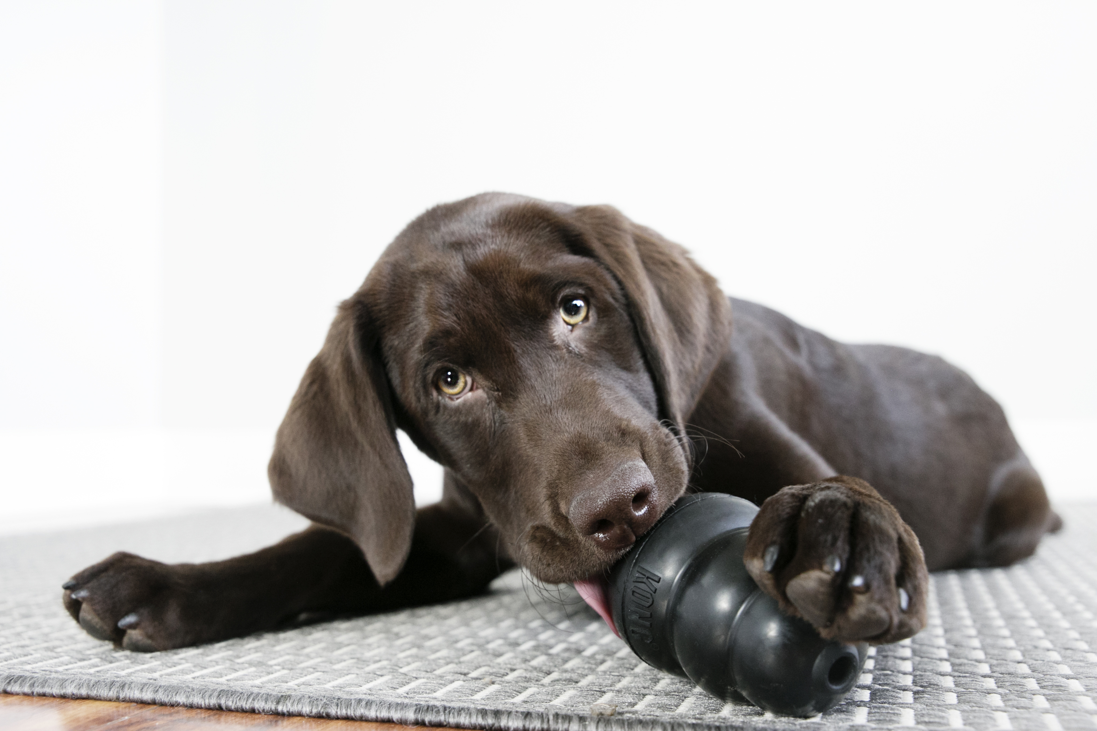 Perro labrador masticando KONG Extreme con entusiasmo