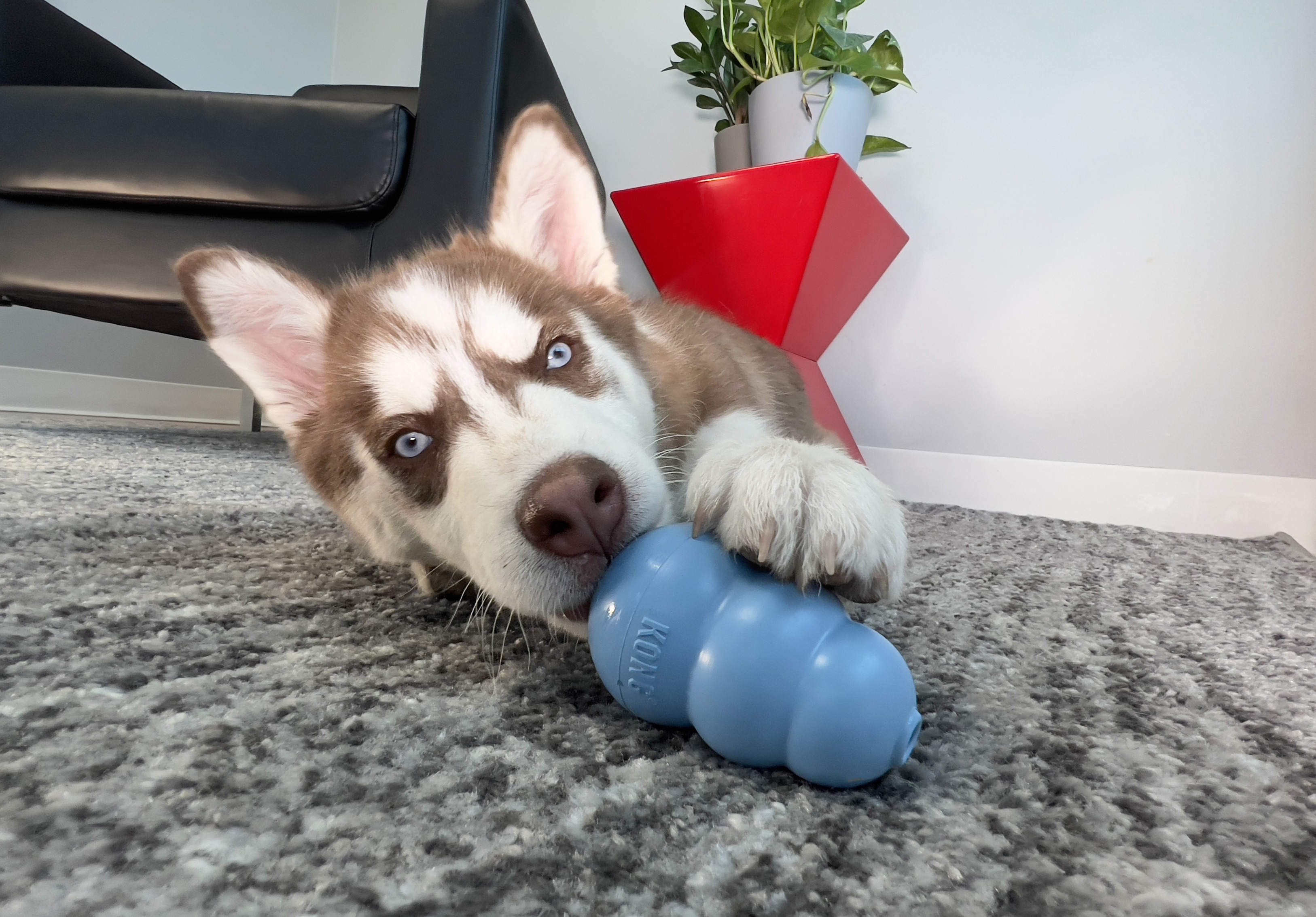 dog chewing a strong rubber toy