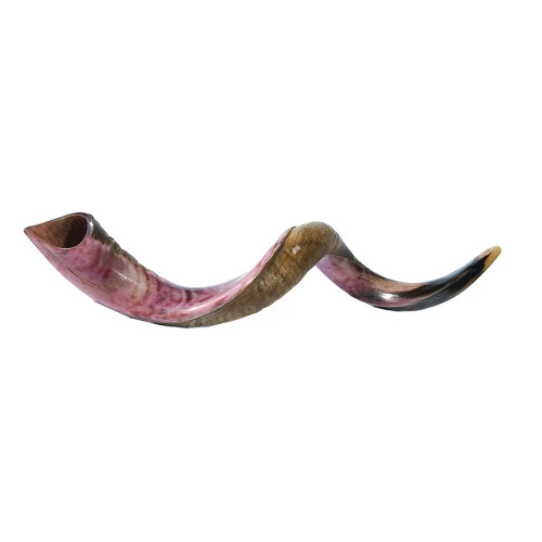 Medium Yemenite Shofar 32"- 35"