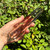 Natural Smoky Quartz Wand Generator from Lawrence Stoller (324g)