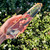 Breathtaking Lemurian Quartz Glacial "Flame" Wand ~ 688g