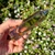 Brazilian Smoky Quartz Vogel Crystal Wand - 6 Facets - 150+ Grams