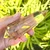 Natural Citrine Vogel Wand - 12 Facets - 145+ Grams