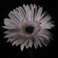 Lori Hutchison