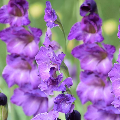 Gladiolas