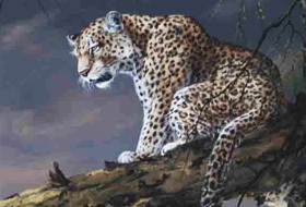 Leopards