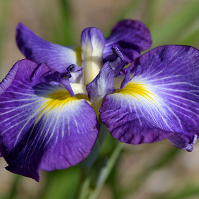 Irises