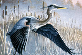 Herons