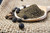 Kirkland Signature Coarse Ground Malabar Black Pepper, 12.7 oz