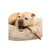 Cadet TORO Bully Hide Chews All-Natural Dog Chews 9-12" 12-count, 2-pack
