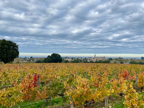 Saint-Émilion vineyards in autumn – in pictures