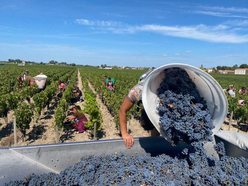 Bordeaux 2022 weather and harvest report – and photo journal