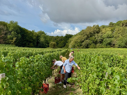 Our August harvest 2025 - photo journal