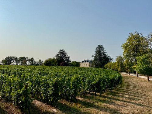 The fires and the vines - photo journal July 2026