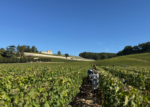 Red harvest around Bordeaux 2026 photo journal