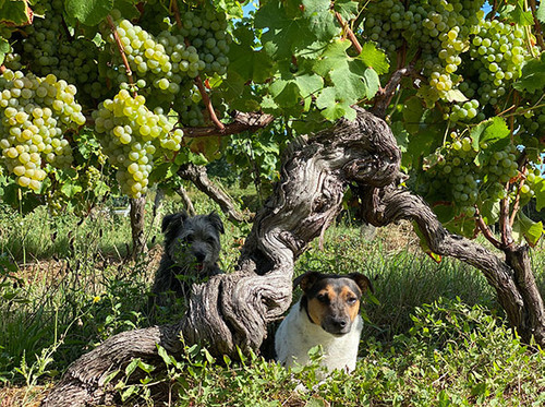 The white harvest by hand in pics