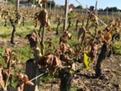 The ghastly frost damage in Bordeaux The ghastly frost damage in Bordeaux