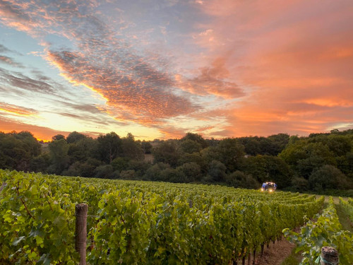 Rosé at dawn - harvest with pics