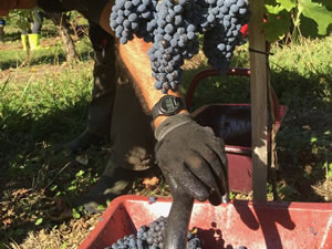 2016 red harvest revisited