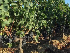 2016 red harvest revisited