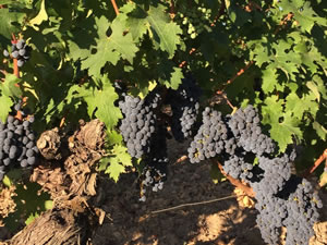 2016 red harvest revisited