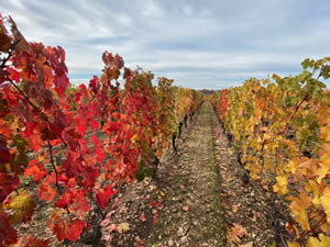 Pomerol vineyards in autumn