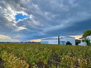 Pomerol vineyards in autumn