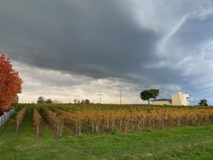 Pomerol vineyards in autumn