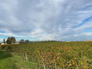 Pomerol vineyards in autumn