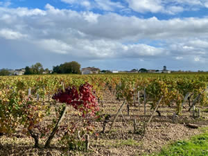 Pomerol vineyards in autumn