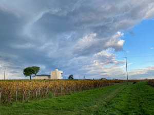 Pomerol vineyards in autumn