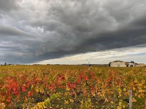 Pomerol vineyards in autumn