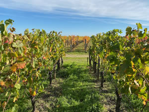 Pomerol vineyards in autumn