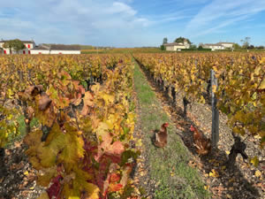 Pomerol vineyards in autumn